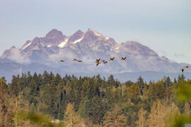 辛弃疾《丑奴儿·近来愁似天来大》全文及鉴赏