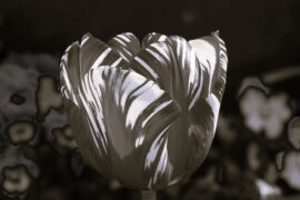 Jvlin《鲁伯特之泪》歌词及评论赏析