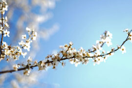 郑燮《念奴娇·周瑜宅》全文及鉴赏