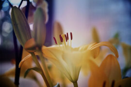 元好问《摸鱼儿·问莲根有丝多少》全文及鉴赏