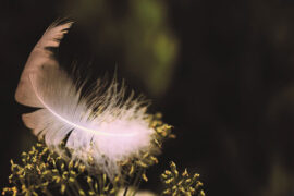 陆游《满江红·金陵乌衣园》全文及鉴赏