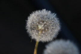 柳永《八声甘州·对潇潇暮雨洒江天》全文及鉴赏