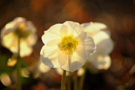 李清照《声声慢·寻寻觅觅》全文及鉴赏