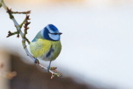 郑燮《沁园春·恨》全文及鉴赏