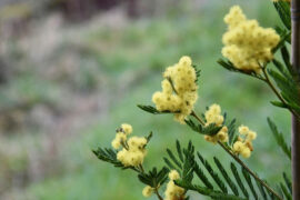 求备之心，可用之以修身，不可用之以接物