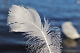 焉怎么组词？包含“焉”字的组词及成语大全