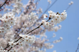 姜夔《念奴娇·闹红一舸》全文及鉴赏