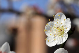 李煜《蝶恋花·春暮》全文及鉴赏