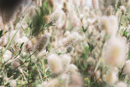 苏轼《定风波·南海归赠王定国侍人寓娘》全文及鉴赏