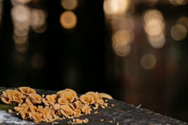 温庭筠《荷叶杯·镜水夜来秋月》全文及鉴赏