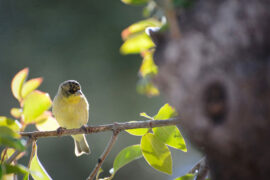 晏几道《蝶恋花·初捻霜纨生怅望》全文及鉴赏