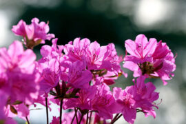 赵英俊《送你一朵小红花》歌词及评论赏析