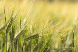 麦收将至话小满