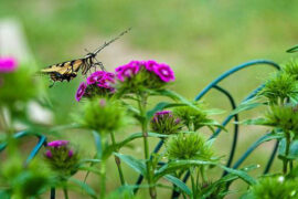 晏殊《玉楼春·春恨》全文及鉴赏