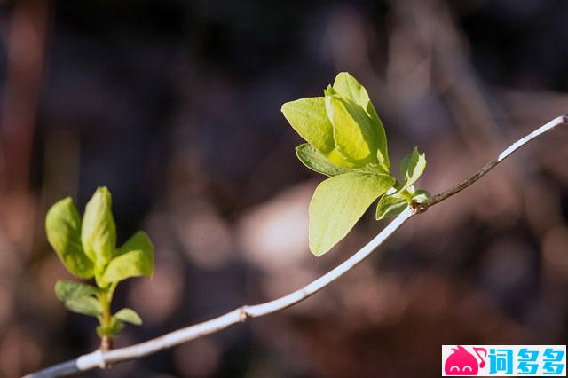 温庭筠《遐方怨·花半拆》全文及鉴赏