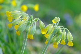 韦庄《思帝乡·春日游》全文及鉴赏