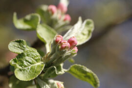 纳兰性德《赤枣子·风淅淅》全文及鉴赏