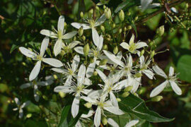 元好问《鹧鸪天·候馆灯昏雨送凉》全文及鉴赏