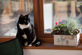 刘凤瑶《感官先生》歌词及评论赏析