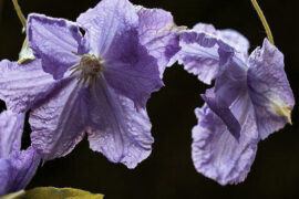 倾国倾城是褒义词吗？