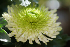 明白的近义词有哪些？