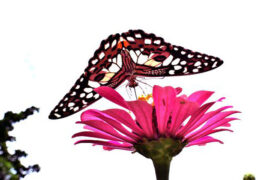 元好问《玉漏迟·咏杯》全文及鉴赏