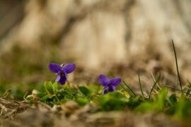 苏轼《蝶恋花·记得画屏初会遇》全文及鉴赏