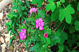 纳兰性德《淡黄柳·咏柳》全文及鉴赏