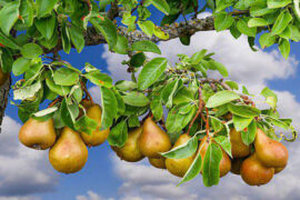 晏几道《采桑子·金风玉露初凉夜》全文及鉴赏