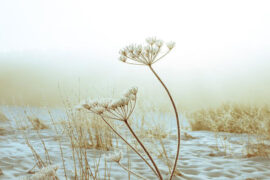 每个人心里都有月亮埋藏