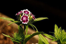 姜夔《齐天乐·蟋蟀》全文及鉴赏