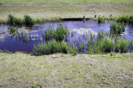 纳兰性德《采桑子·九日》全文及鉴赏