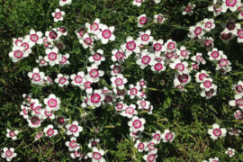 晏殊《浣溪沙·小阁重帘有燕过》全文及鉴赏