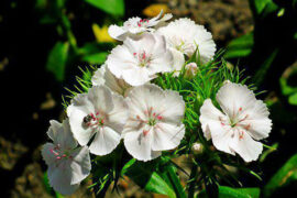 李煜《临江仙·秦楼不见吹箫女》全文及鉴赏