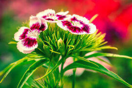 四季的反义词有哪些？