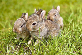 已识乾坤大，犹怜草木青