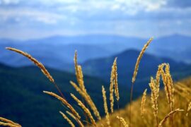 高情商的暖心句子