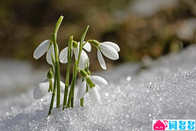 纳兰性德《采桑子·塞上咏雪花》全文及鉴赏