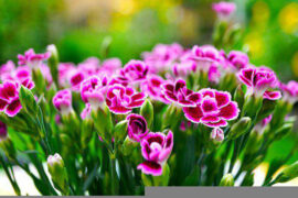 辛弃疾《汉宫春·立春日》全文及鉴赏