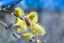 秦观《蝶恋花·晓日窥轩双燕语》全文及鉴赏