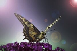 梁静茹《燕尾蝶》歌词评论及赏析