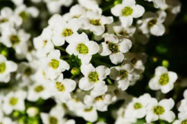 李煜《清平乐·别来春半》全文及鉴赏