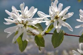 何炅《栀子花开》歌词评论及赏析