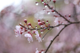 李清照《临江仙·梅》全文及鉴赏