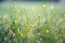 李煜《乌夜啼·昨夜风兼雨》全文及鉴赏