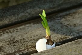 有生命力的种子决不会悲观和叹气