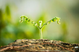 韦庄《菩萨蛮·洛阳城里春光好》全文及鉴赏