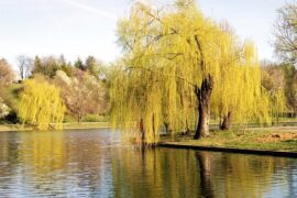 秦观《行香子·树绕村庄》全文及鉴赏