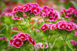 这世界上有许多像花布一样美丽的道理，却做不成衣服