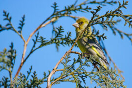李煜《相见欢·林花谢了春红》全文及鉴赏